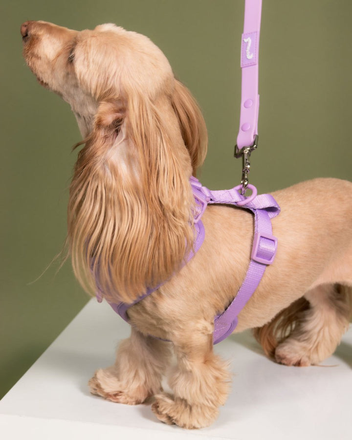 *pre - order* waterproof easy - clean leash - ube latte - bean goods