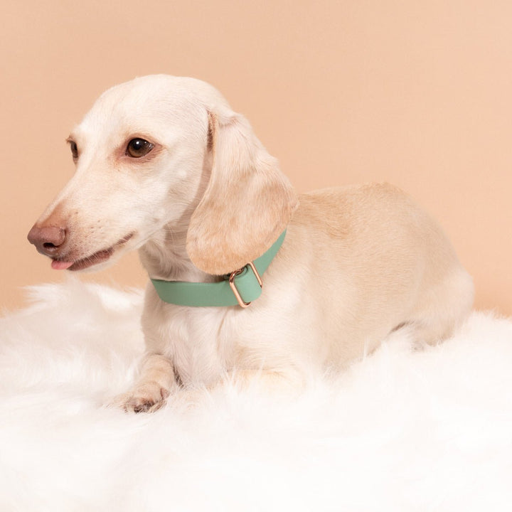 waterproof easy - clean collar | sage - bean goods