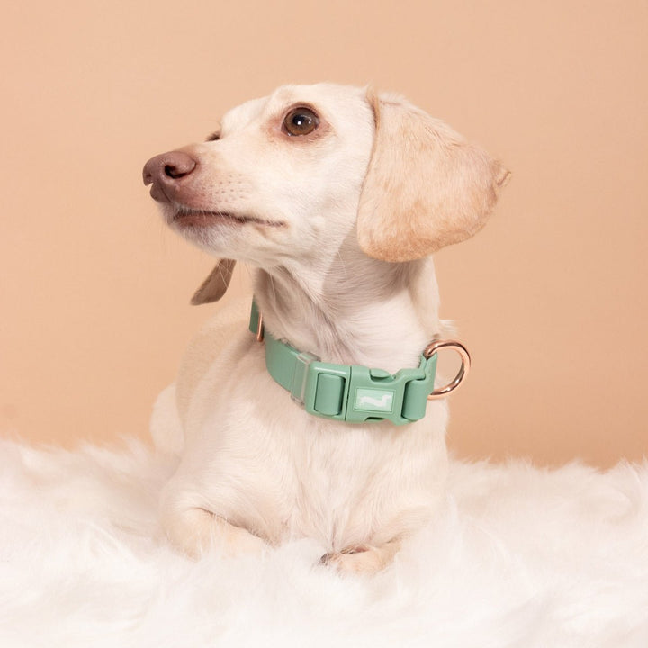 waterproof easy - clean collar | sage - bean goods