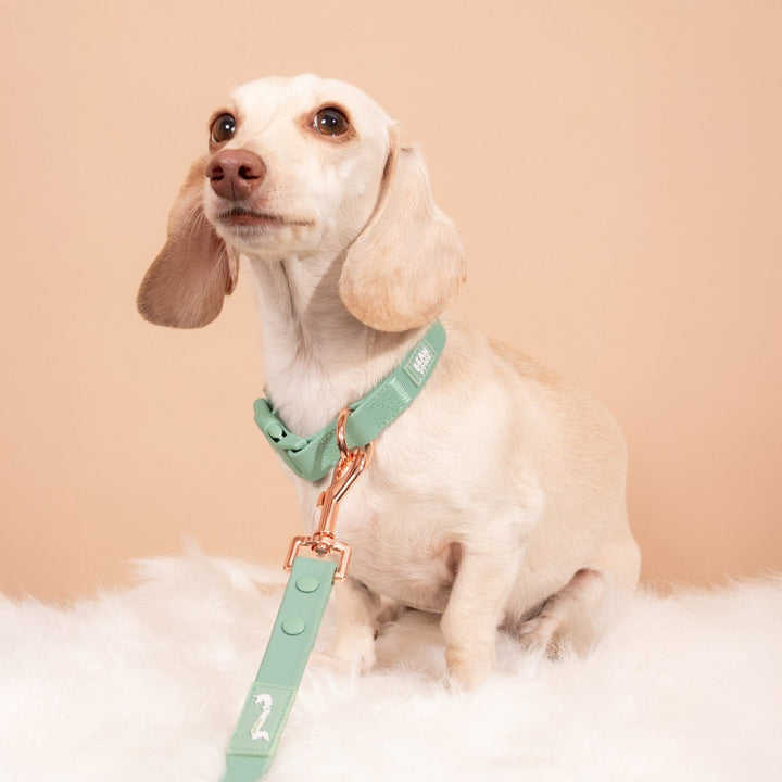 waterproof easy - clean collar | sage - bean goods