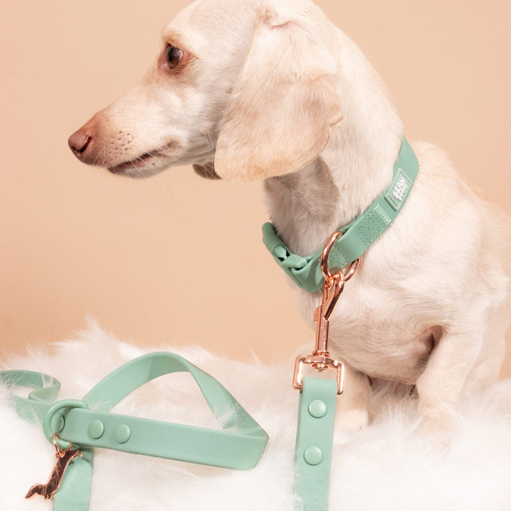 waterproof easy - clean collar | sage - bean goods