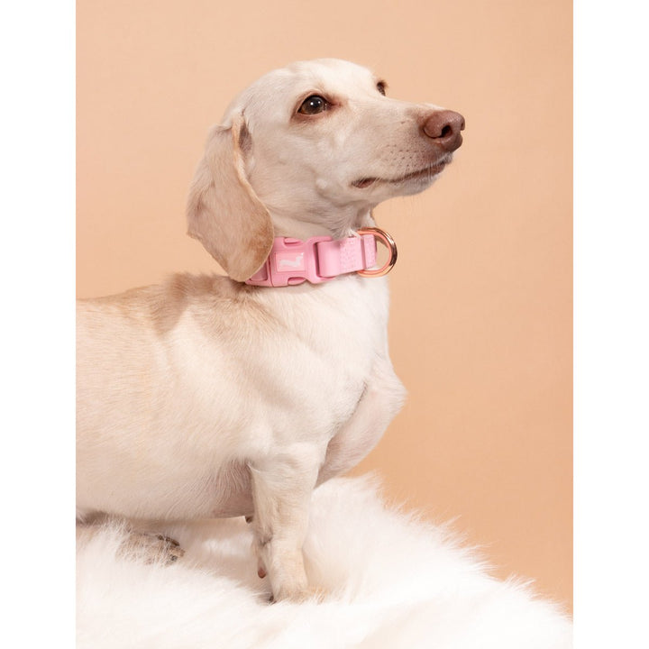 waterproof easy - clean collar | ween pink - bean goods
