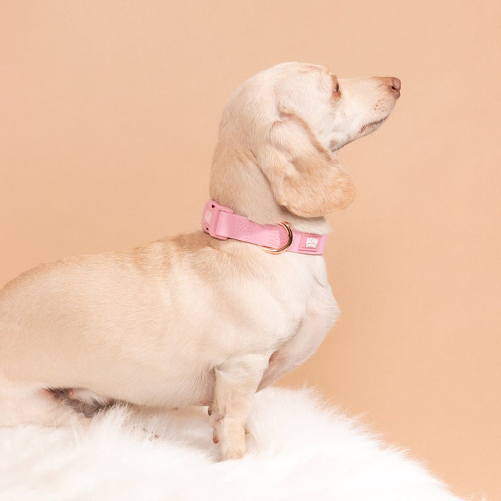 waterproof easy - clean collar | ween pink - bean goods