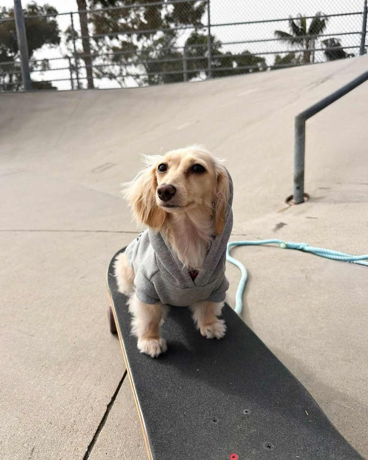 winston & willa doxie hoodies - bean goods