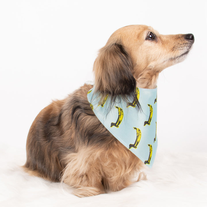 banana wiener dog bandana