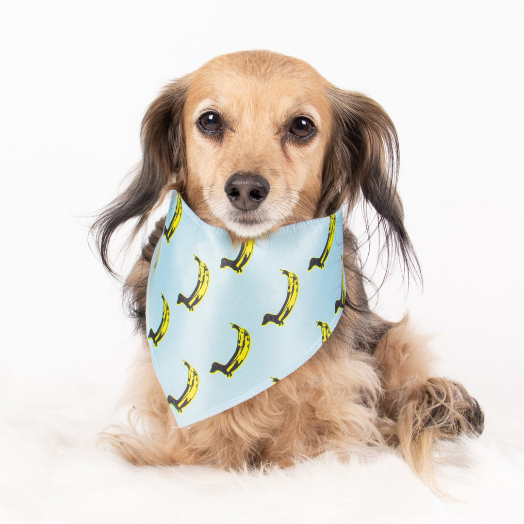 banana wiener dog bandana