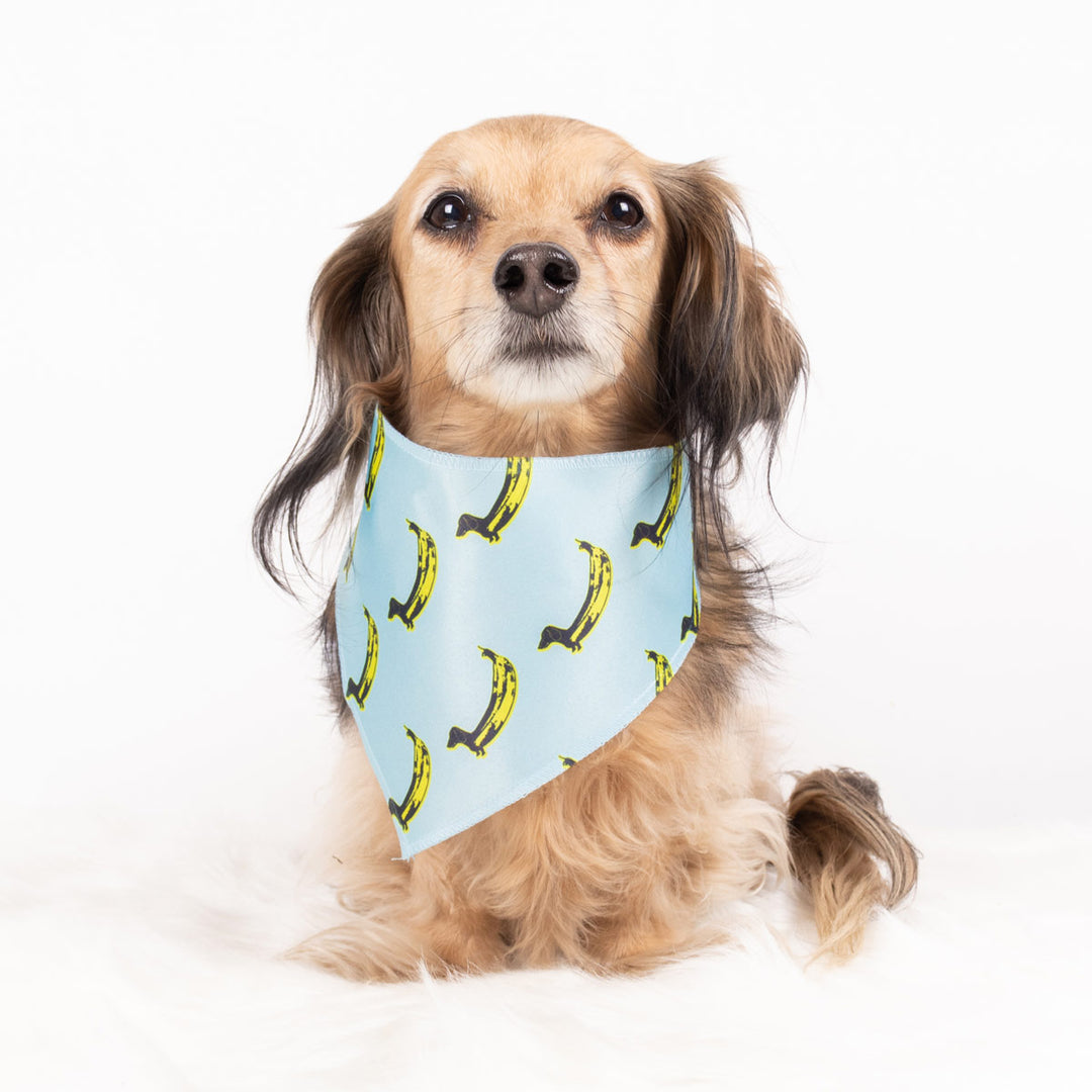 banana wiener dog bandana