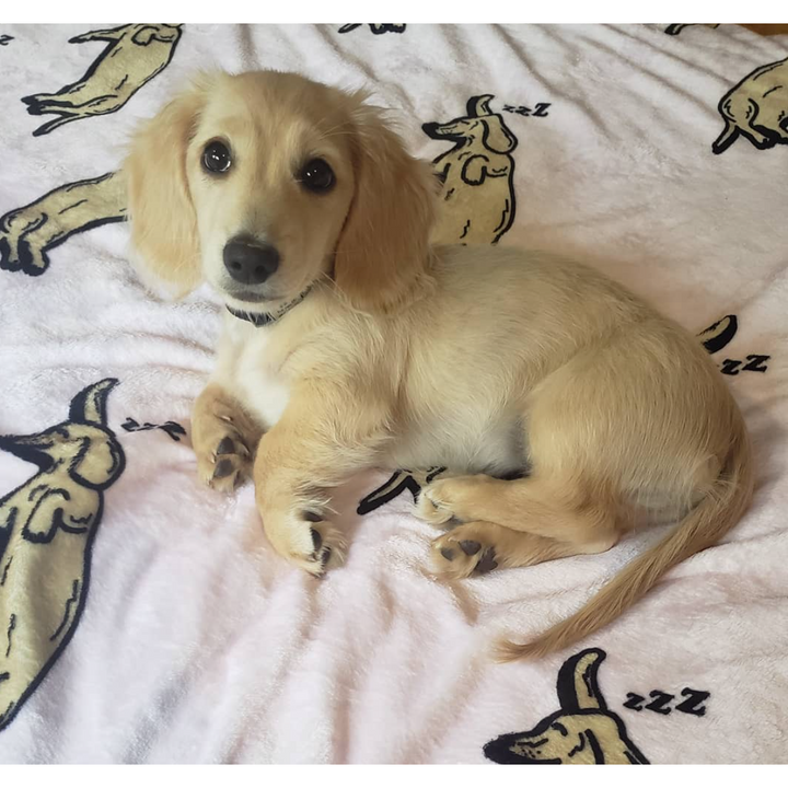 Sleeping Dachshunds Plush Blanket | BeanGoods