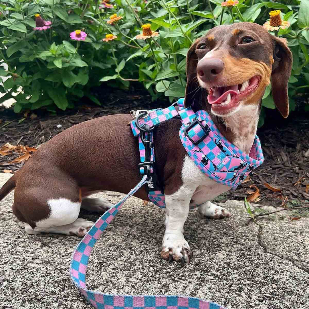 adjustable harness - pop art pups - bean goods