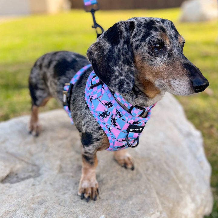 adjustable harness - pop art pups - bean goods