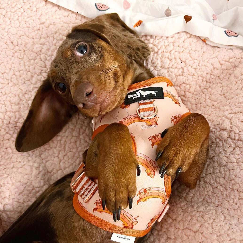 adjustable harness - weenbow - bean goods