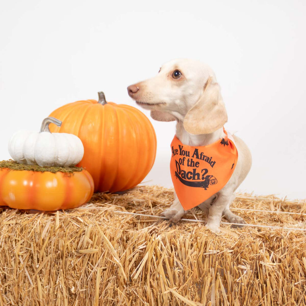 afraid of the dach dog bandana - bean goods