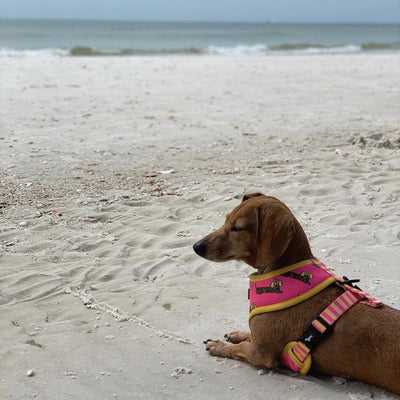 cheetah weenie reversible harness - BeanGoods