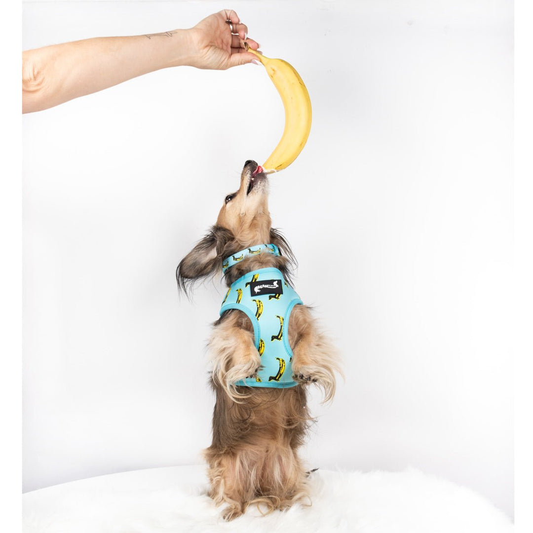 collar - banana wiener - bean goods