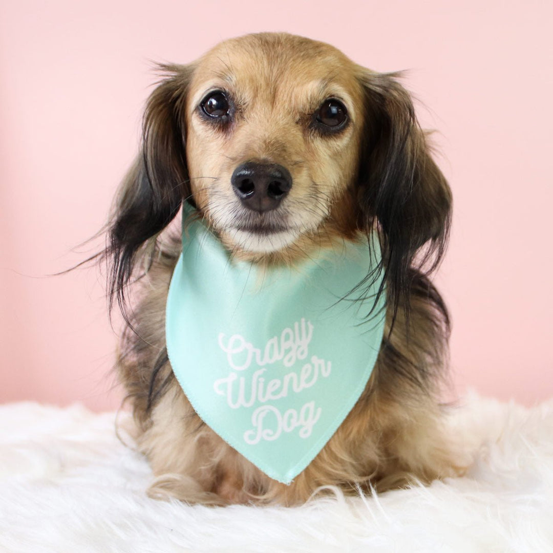 crazy wiener dog doggo bandana - bean goods