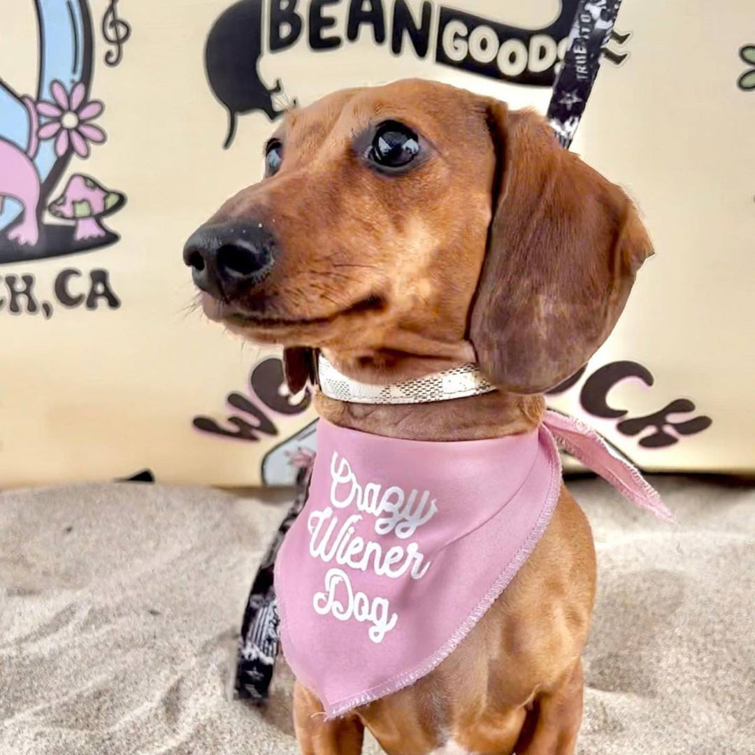 crazy wiener dog doggo bandana - bean goods