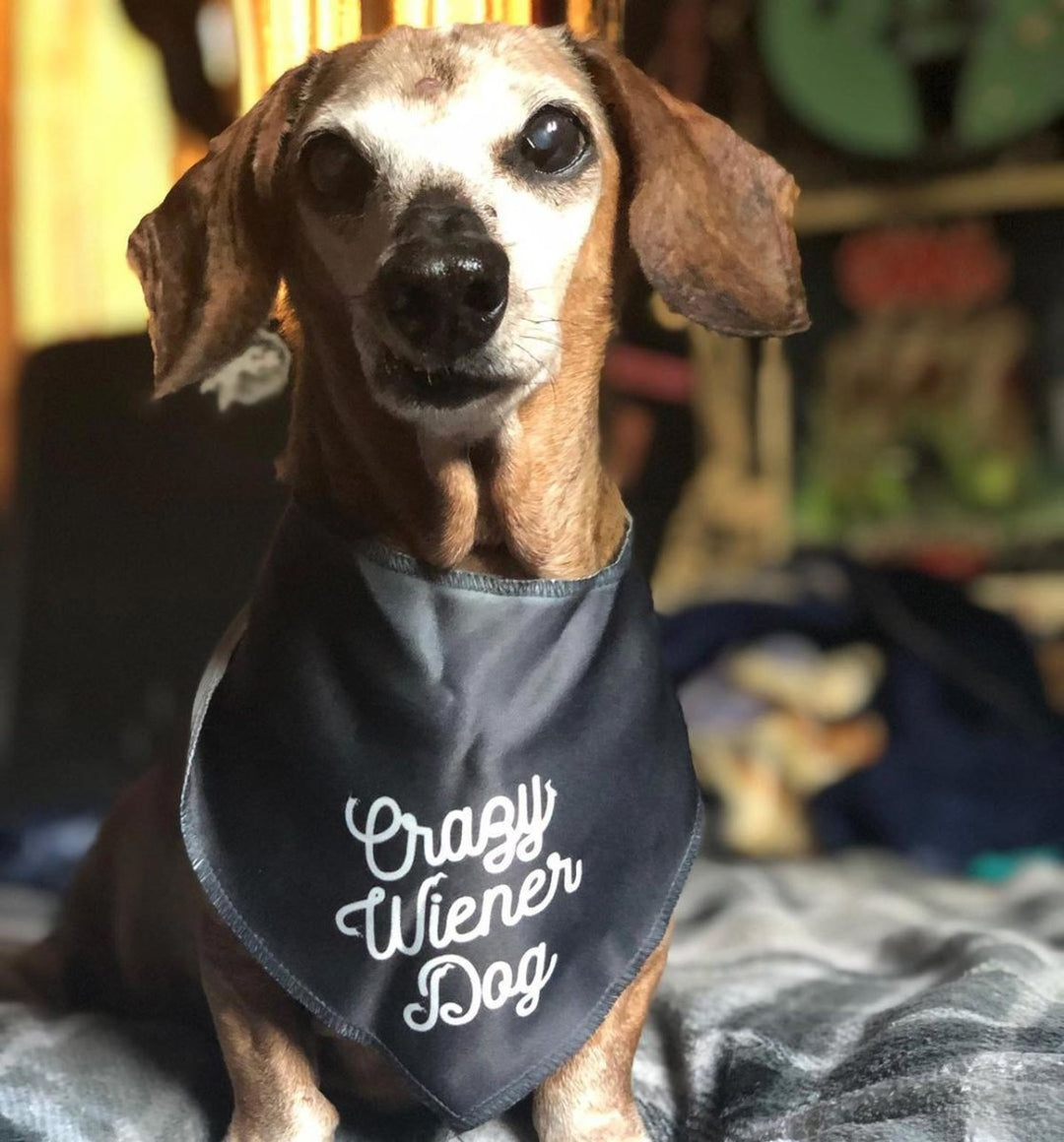 crazy wiener dog doggo bandana - bean goods