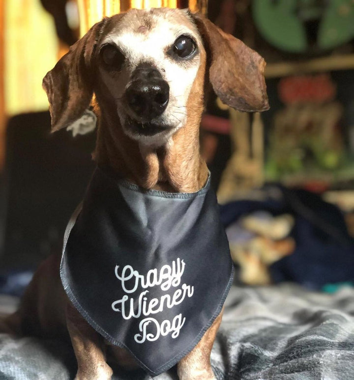 crazy wiener dog doggo bandana - bean goods