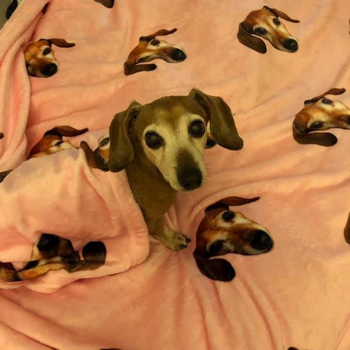 custom doxie print plush blanket 60" x 80" - BeanGoods