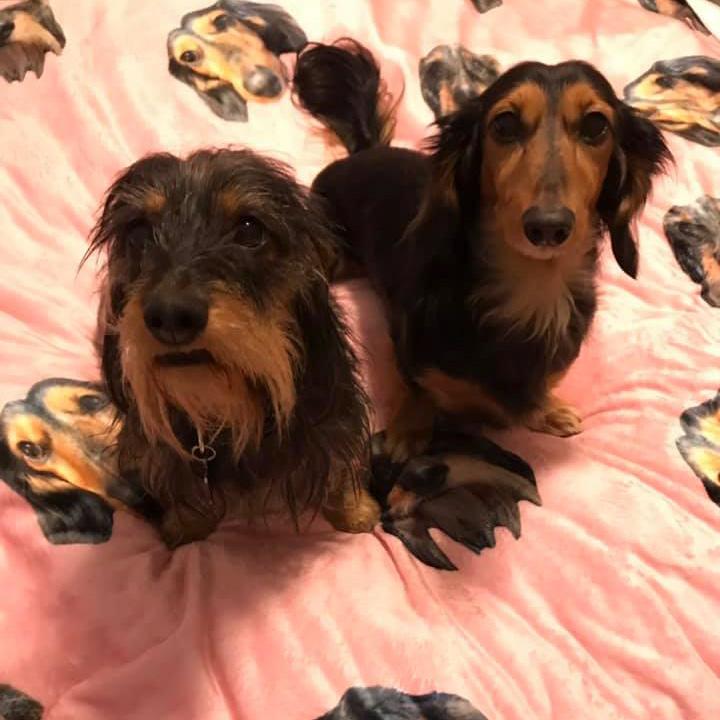 custom doxie print plush blanket 60" x 80" - BeanGoods