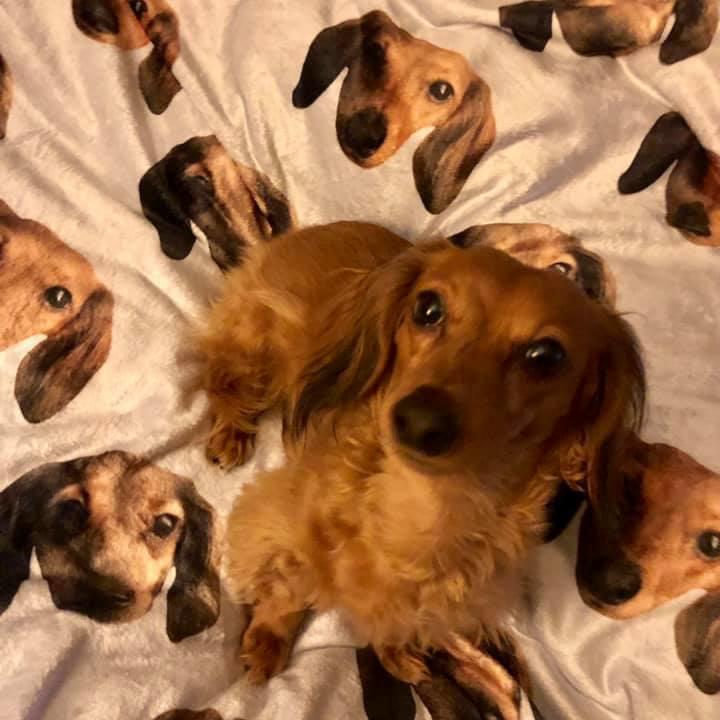 custom doxie print plush blanket 60" x 80" - BeanGoods