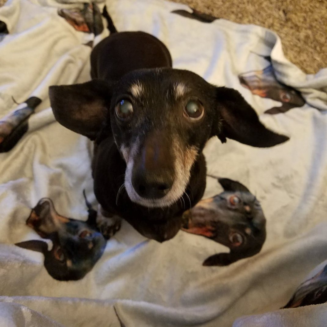 custom doxie print plush blanket 60" x 80" - BeanGoods