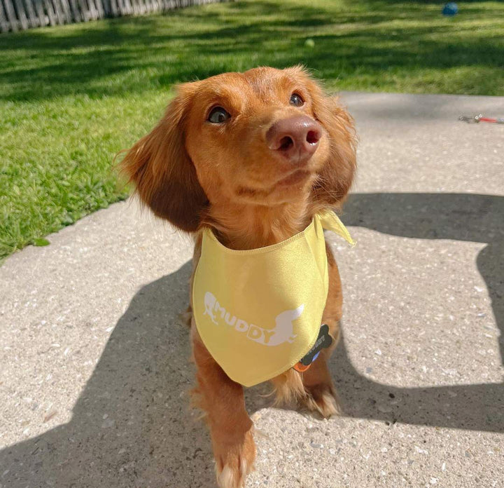 custom name dog bandana - bean goods