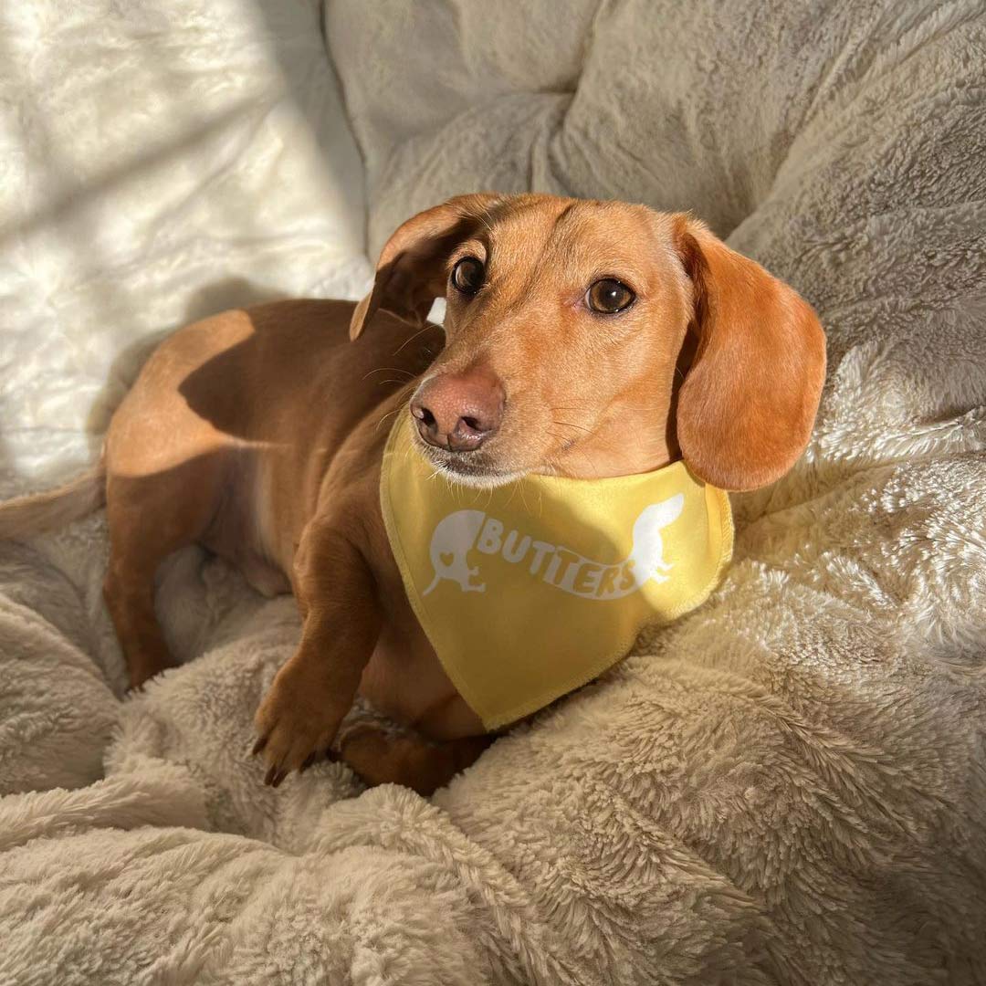 custom name dog bandana - bean goods