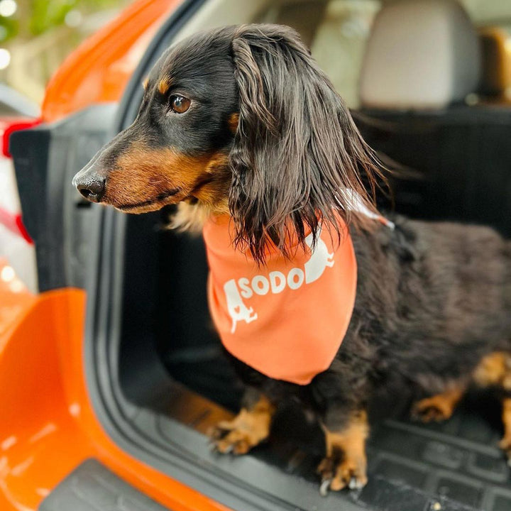 custom name dog bandana - bean goods