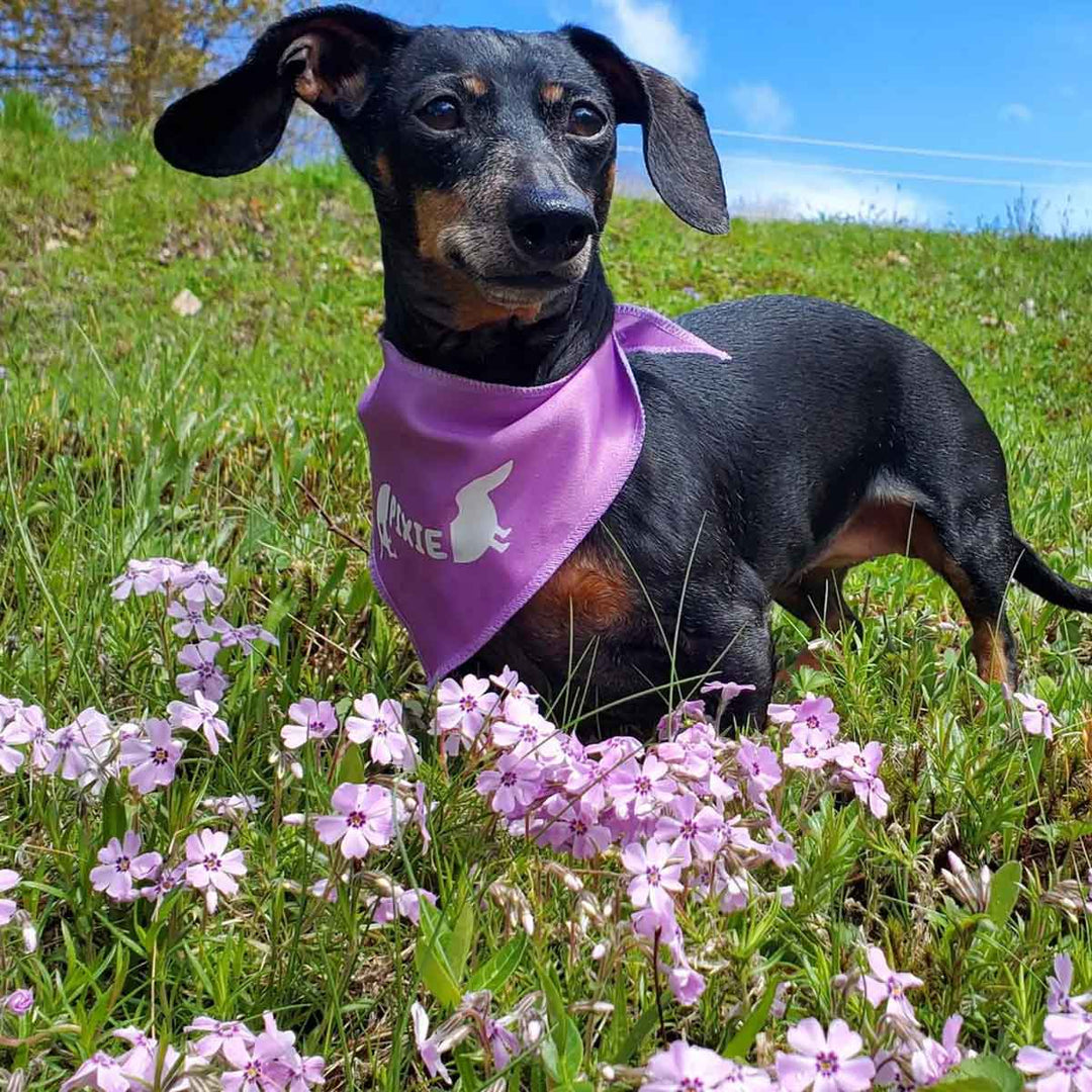 custom name dog bandana - bean goods