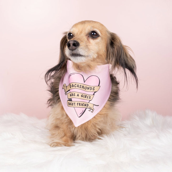 dachshunds are a girl's best friend dog bandana - bean goods