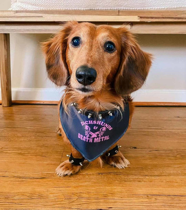 dachshunds & death metal dog bandana - bean goods