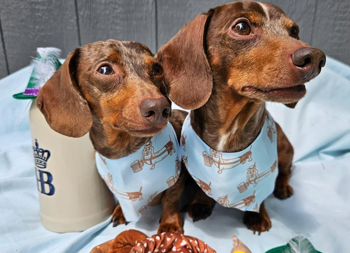 dachtoberfest dog bandana - bean goods