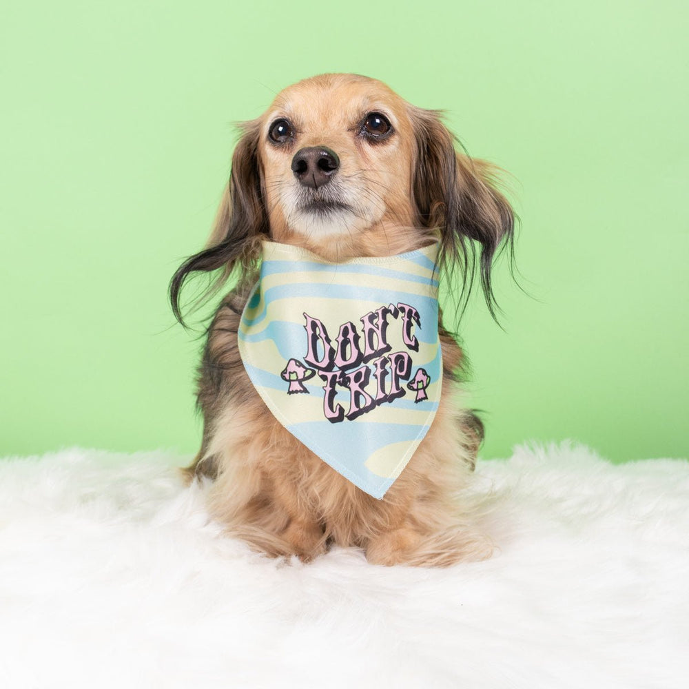 don't trip dog bandana - bean goods