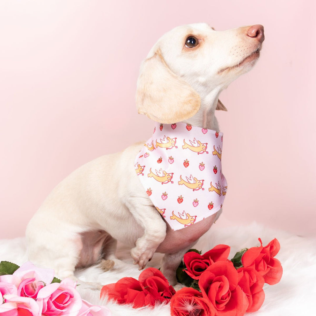 doxie love berry bliss bandana - bean goods