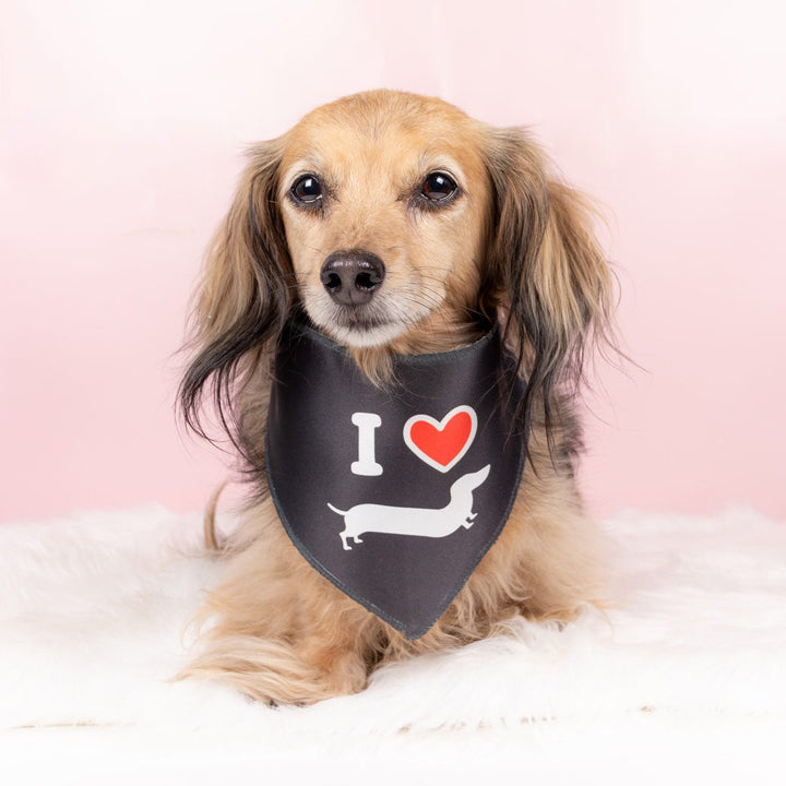 doxie love dog bandana - bean goods