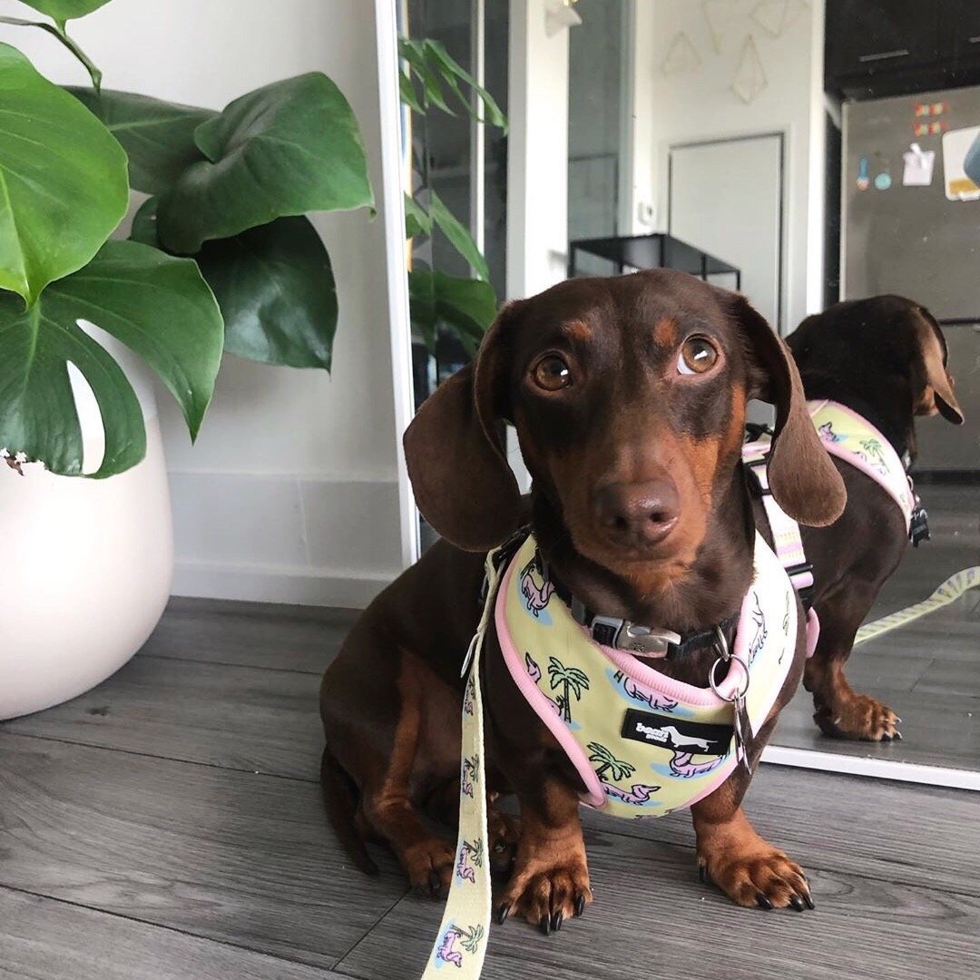 doxie palm reversible harness - BeanGoods