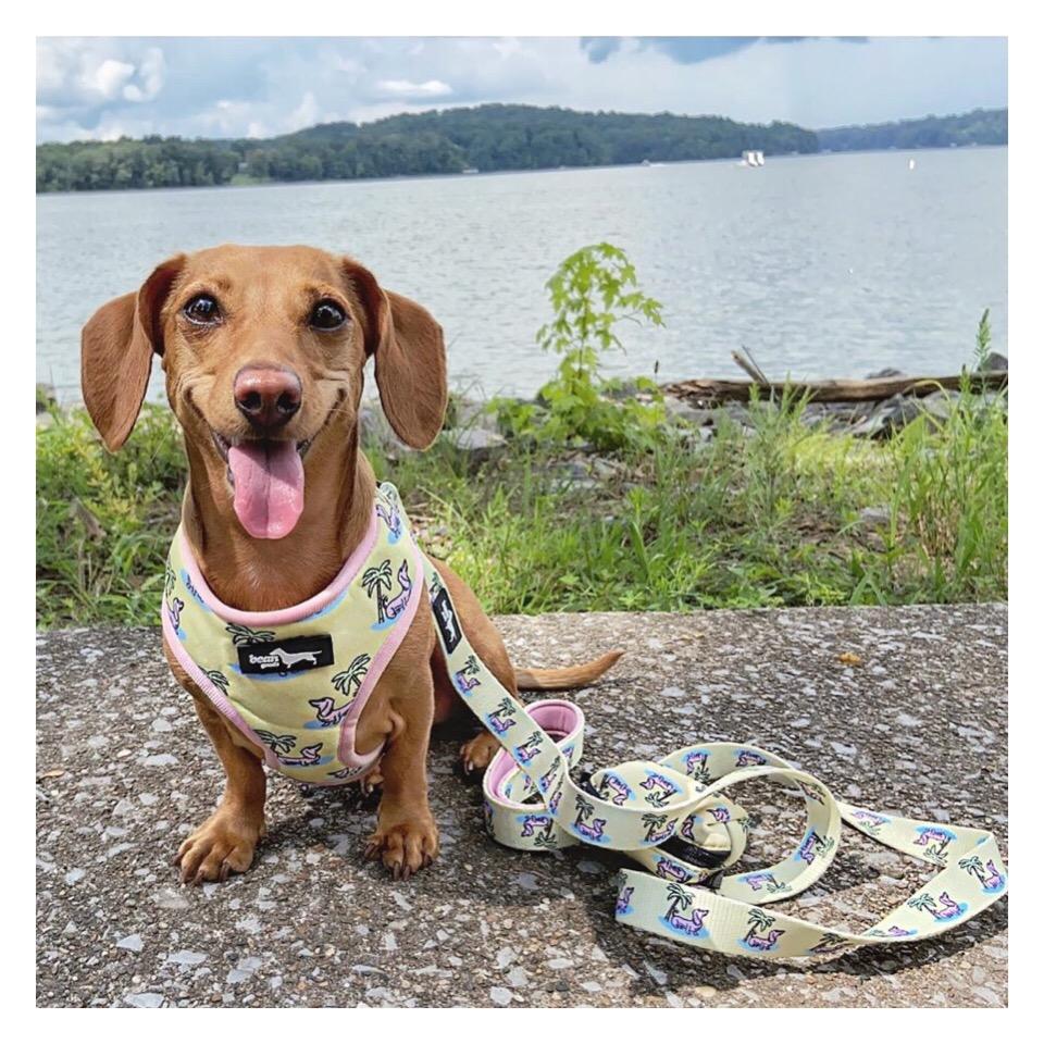doxie palm reversible harness - BeanGoods