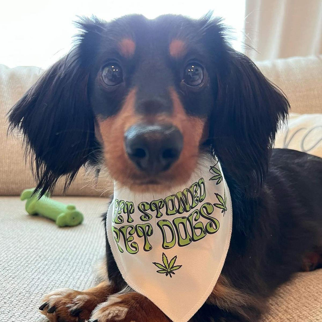 get stoned, pet dogs dog bandana - bean goods