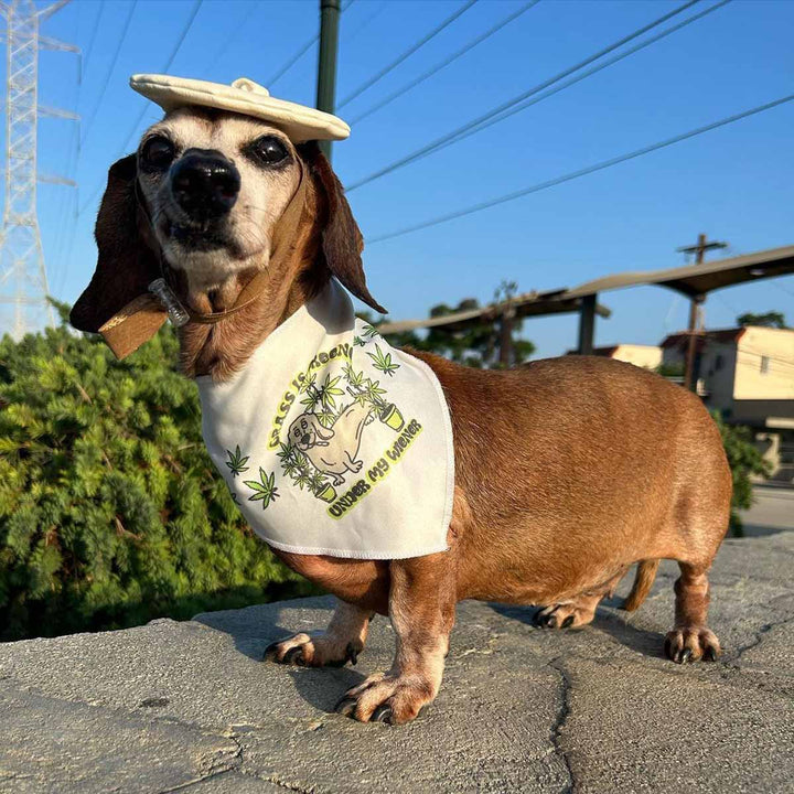 grass is greener under my wiener dog bandana - bean goods