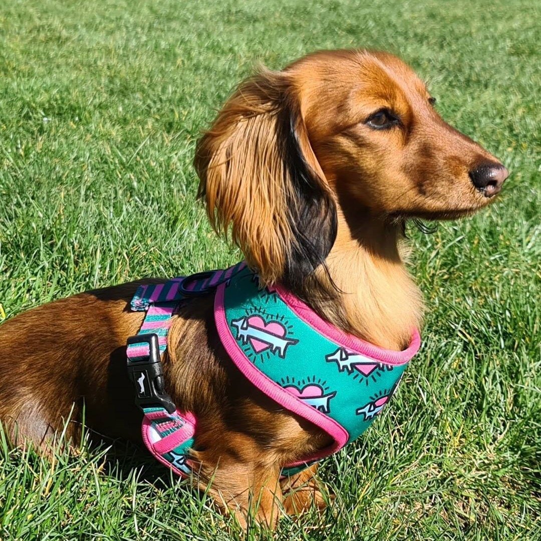 Dachshund Harnesses  Premium Quality for Your Wiener Dog