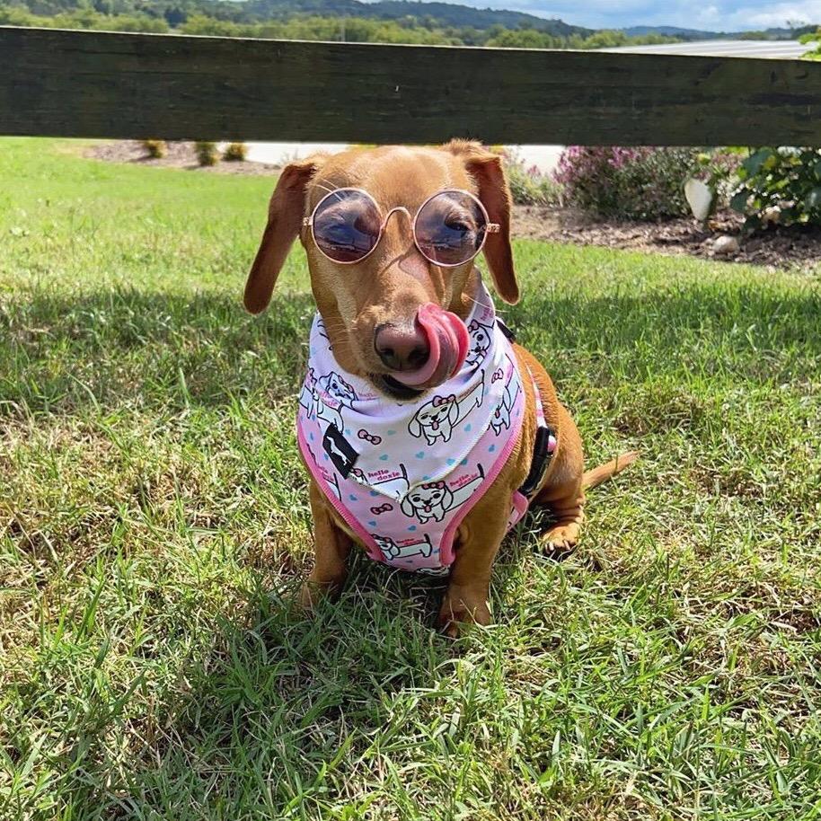 hello doxie reversible harness - BeanGoods