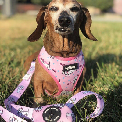 hello doxie reversible harness - BeanGoods