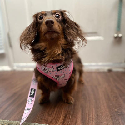 hello doxie reversible harness - bean goods