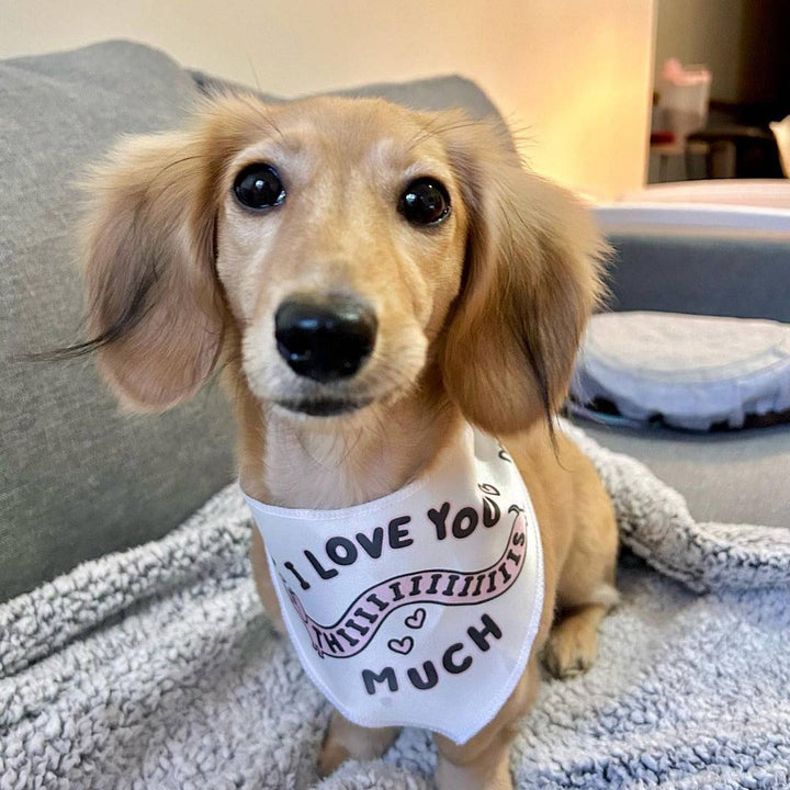 i love you thiiiiiis much dog bandana - bean goods