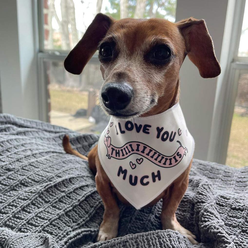 i love you thiiiiiis much dog bandana - bean goods