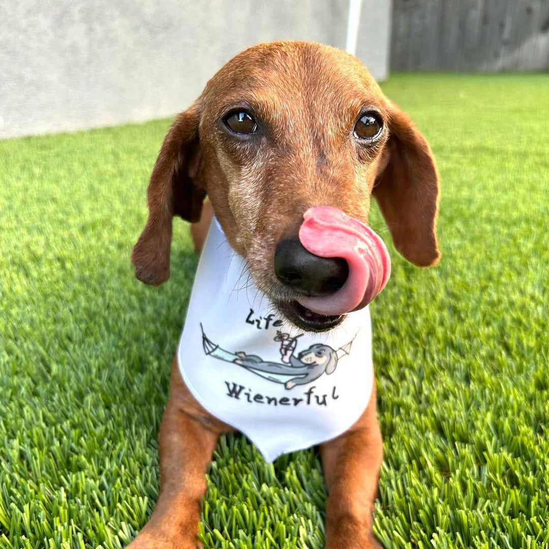 life is wienerful dog bandana - bean goods