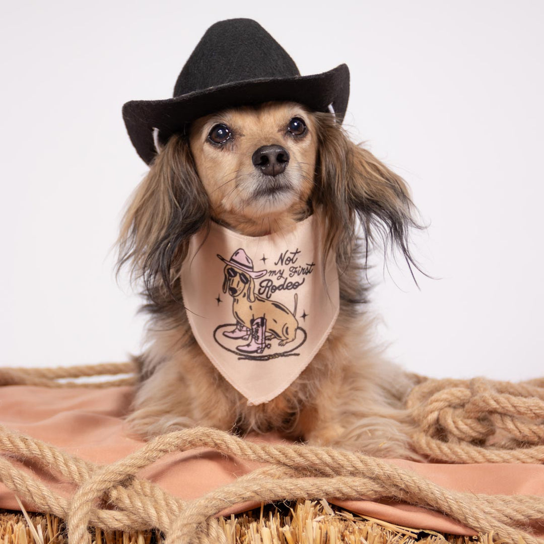 not my first rodeo dog bandana - bean goods