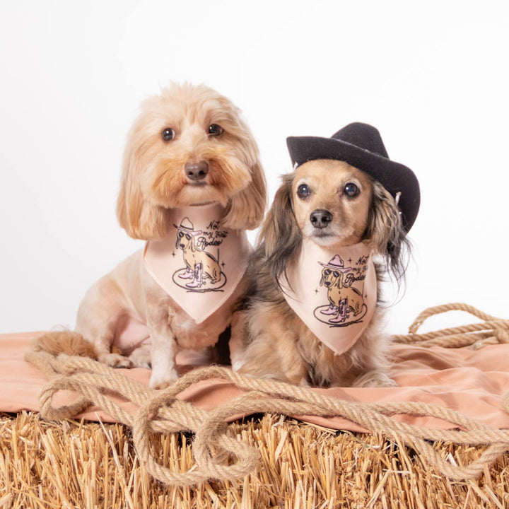 not my first rodeo dog bandana - bean goods