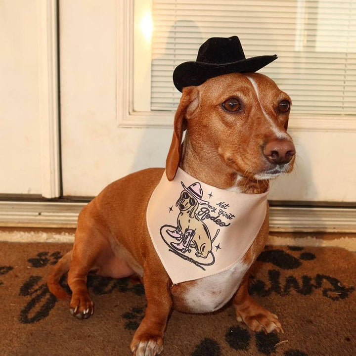 not my first rodeo dog bandana - bean goods